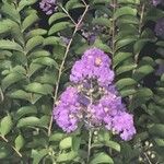 Lagerstroemia limiiЦвят