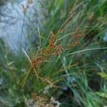 Juncus compressus Froito