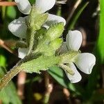 Arabis alpina Çiçek