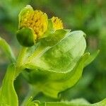 Guizotia abyssinica Flower