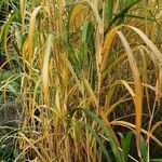 Miscanthus × longiberbis Habit