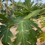 Carica papaya Leaf