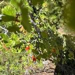 Ribes cereum Plod