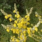 Verbascum pulverulentumFloare