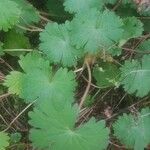 Geranium argenteum Blad