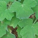 Pelargonium tomentosum Blatt