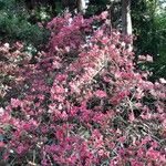 Rhododendron kaempferi Flor