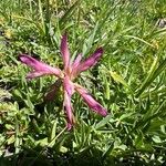 Trifolium alpinum Floare