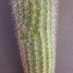 Cleistocactus hyalacanthus Liść