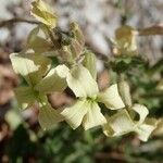 Hesperis laciniata Flower