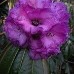 Rhododendron niveum