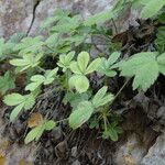 Potentilla caulescens Foglia