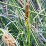 Carex humilis Blodyn