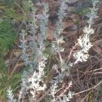 Thymus serpyllumLeaf