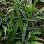 Dracaena zeylanica Blatt