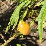 Solanum aviculare Ovoce