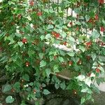 Abutilon megapotamicum Hábito