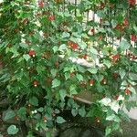 Abutilon megapotamicum Συνήθη χαρακτηριστικά