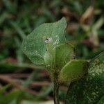 Commelina maculata Hábito