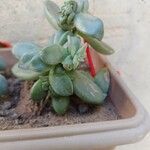 Pachyphytum bracteosum পাতা