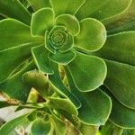 Aeonium balsamiferum 叶