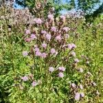 Cirsium arvenseKukka