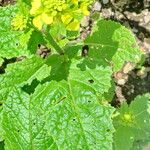 Brassica juncea फूल