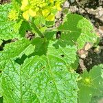 Brassica juncea Blüte