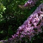 Buddleja davidiiMáis