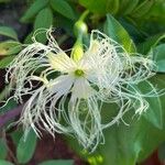 Trichosanthes kirilowii 花