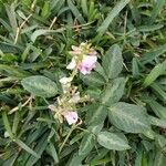 Desmodium intortum Blatt