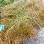 Carex testacea Lapas