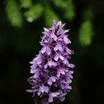 Dactylorhiza maculataKwiat