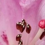 Rhododendron sutchuenense Annet