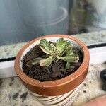 Aeonium castello-paivae Likasa