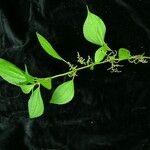 Pilea bracteosa Habit