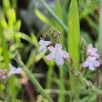 Verbena officinalisΛουλούδι