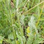 Achillea holosericea 叶