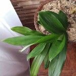 Aspidistra elatiorDeilen