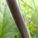 Orobanche purpurea Casca