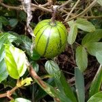 Solanum muricatum Fruit