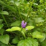 Stachytarpheta indica Feuille