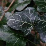 Hedera hibernica Blad