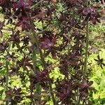 Veratrum nigrum Flower