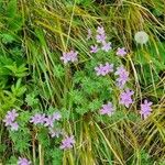 Geranium asphodeloides Blomma