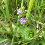 Veronica americana Blomst