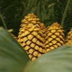 Encephalartos villosus Fruto