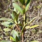 Rhododendron simsii Blad