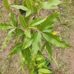 Lithraea molleoides Hoja