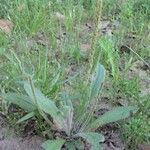 Plantago rhodosperma Hábito